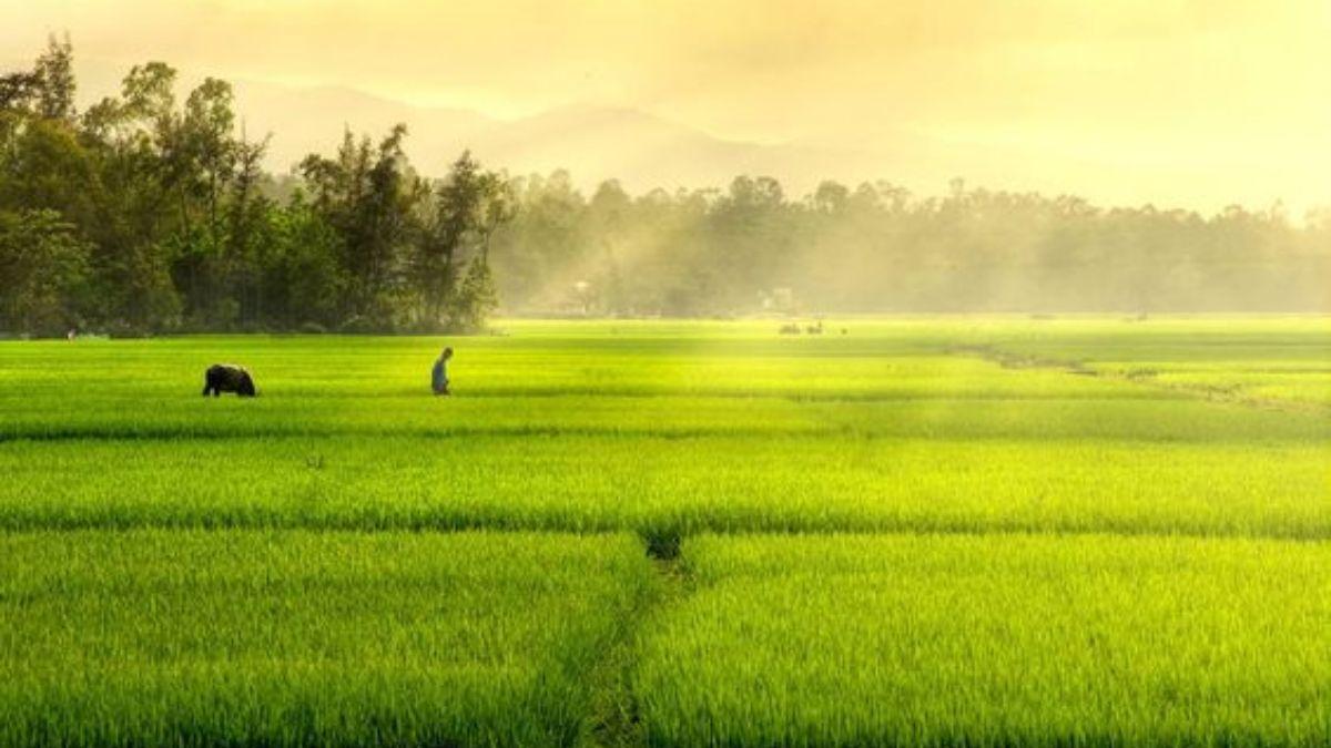 120+ Hình ảnh quê hương Việt Nam đẹp nhất gợi tuổi thơ