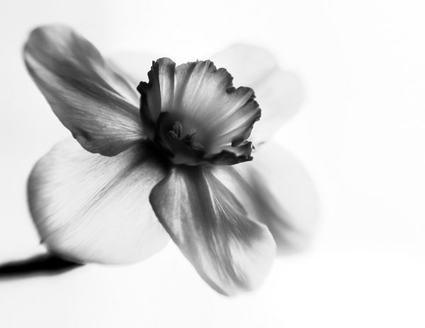 Sforum - Trang thông tin công nghệ mới nhất flower-2740457_960_720-600x464 14 mẹo giúp bạn chụp Black and White tốt hơn 