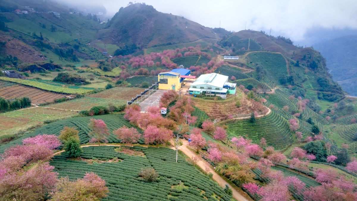 Tour du lịch Tết Hà Giang
