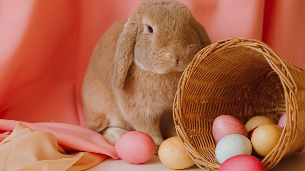 Thỏ trở thành một nét đặc trưng không thể thiếu trong lễ Phục Sinh