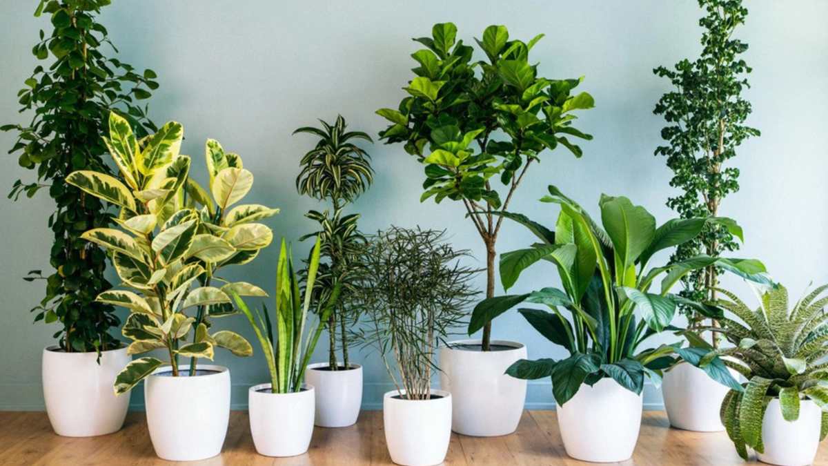 Tặng quà sinh nhật cho nam 40 tuổi là cây cảnh