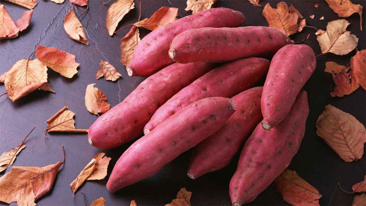Cách chọn khoai lang ngon để luộc khoai bằng lò vi sóng