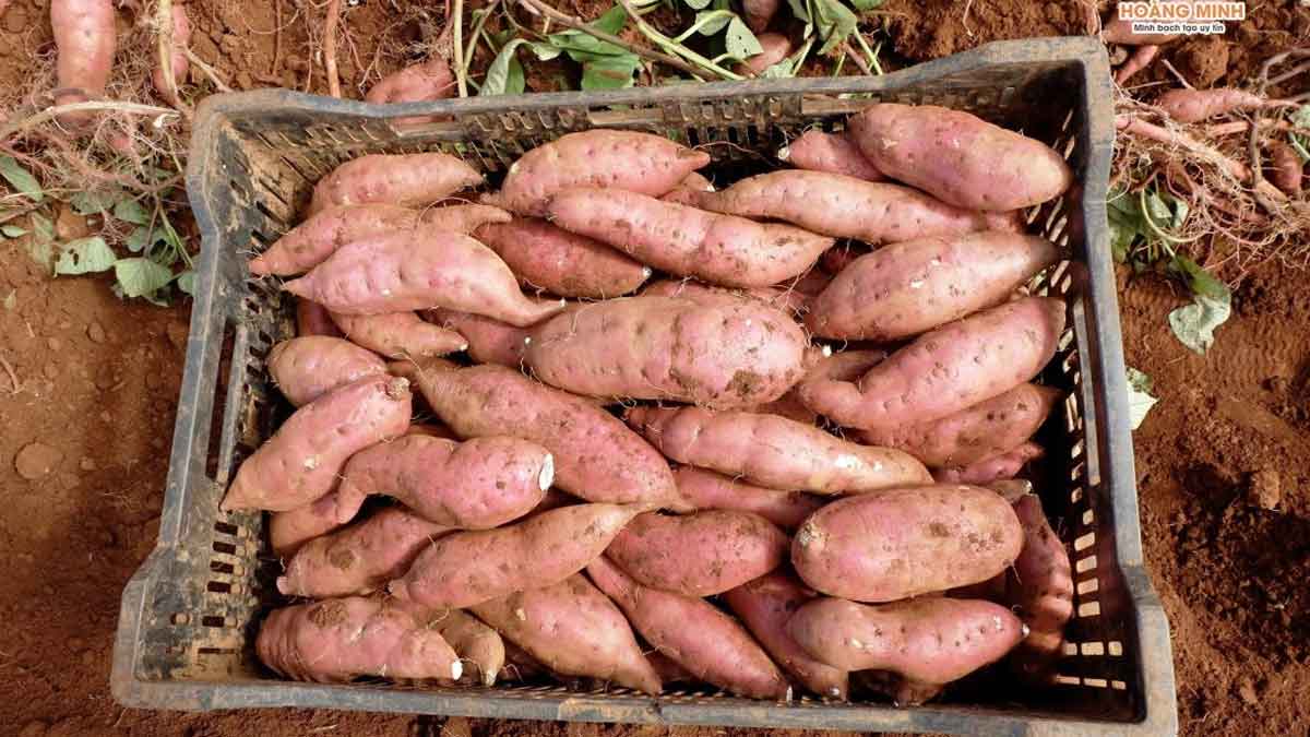 Nguyên liệu để luộc khoai bằng lò vi sóng có thêm nước