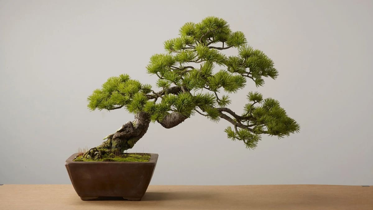 chúc tết thông gia