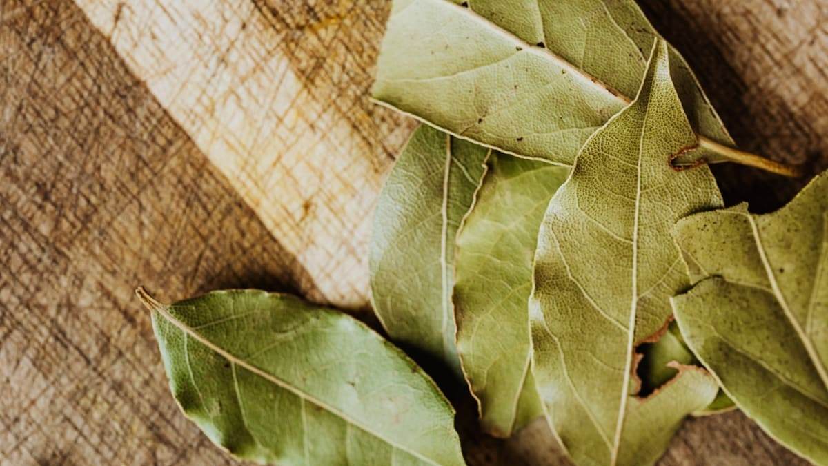 Hình nền lá nguyệt quế độc đáo