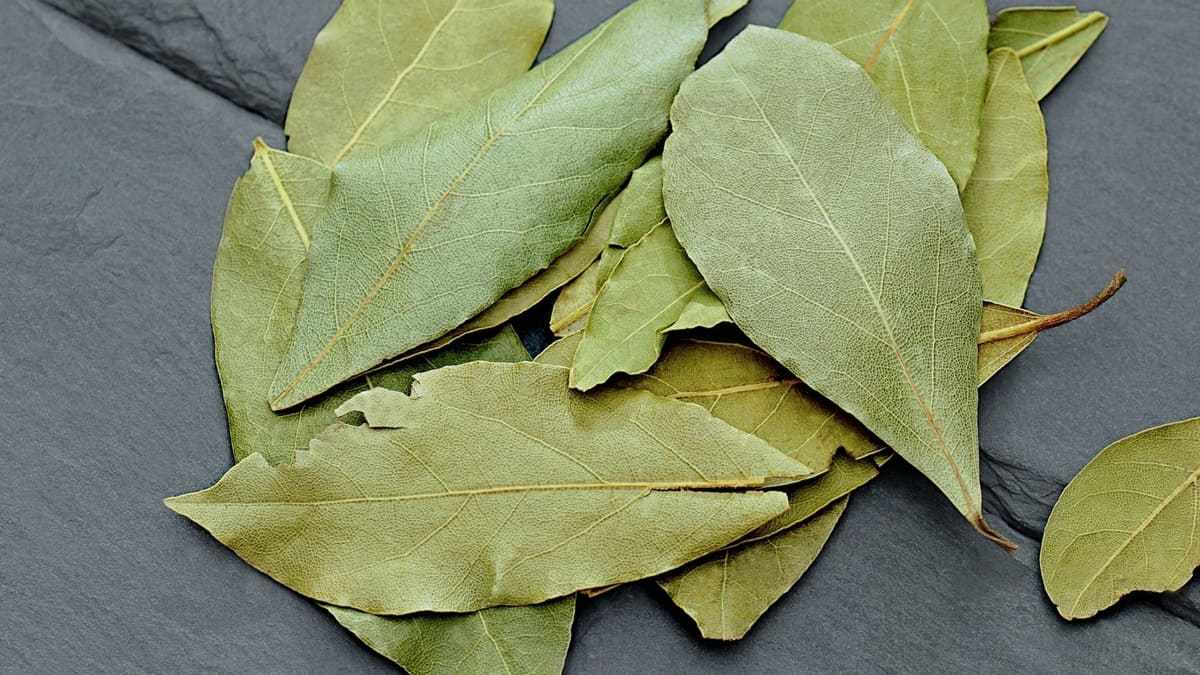 Hình nền lá nguyệt quế độc đáo