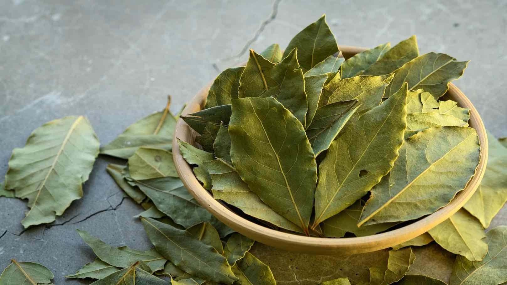 Hình nền lá nguyệt quế tươi mát