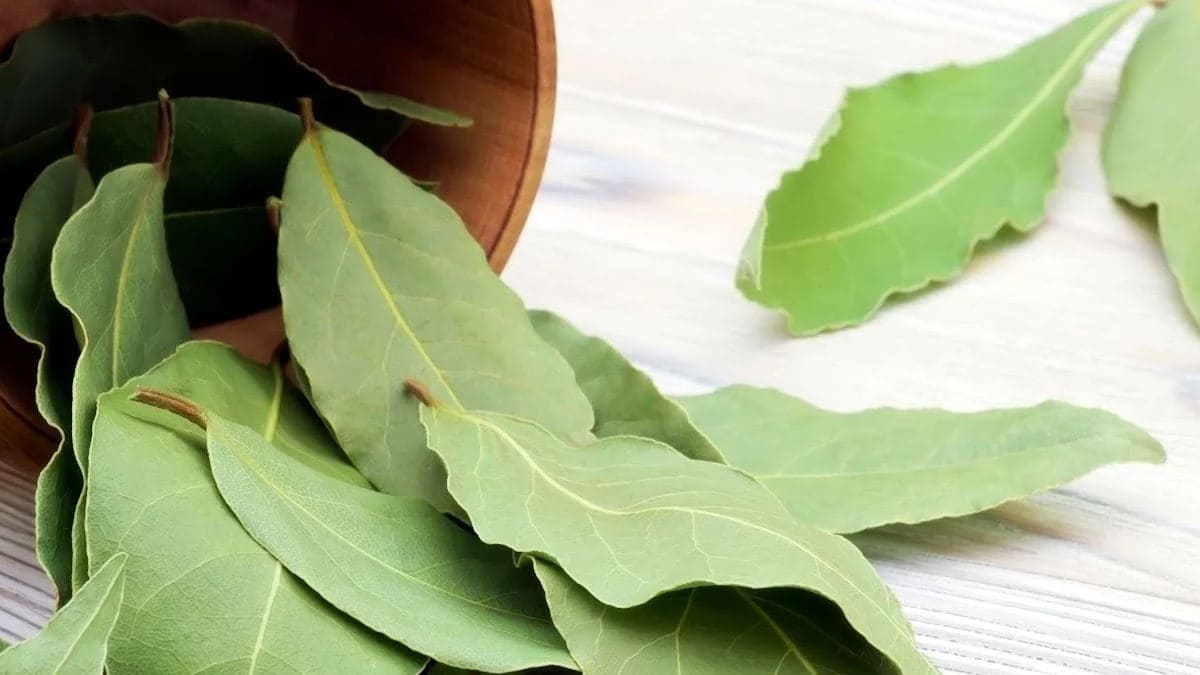 Hình nền lá nguyệt quế đẹp nhất