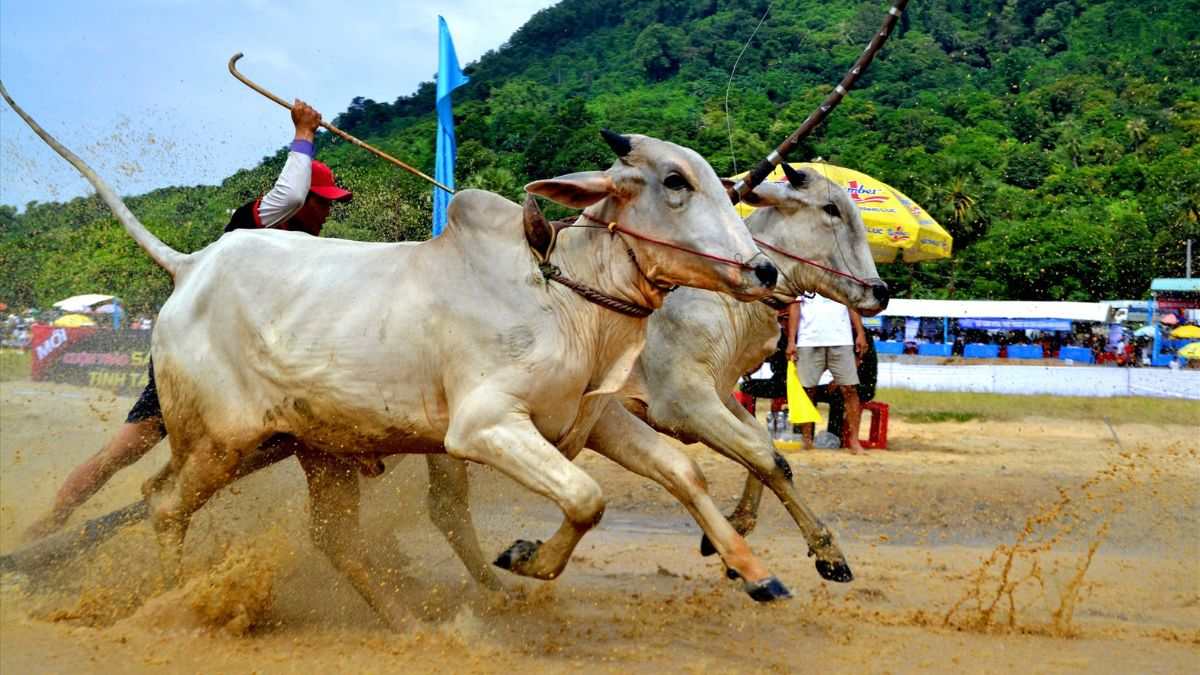 Giới thiệu về lễ hội đua bò Bảy Núi