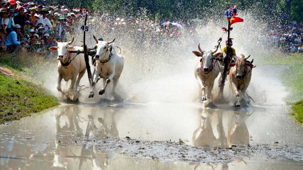 Ý nghĩa lễ hội đua bò Bảy Núi