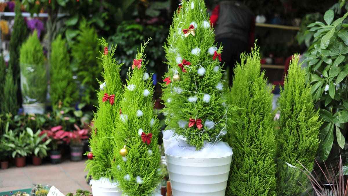 Quà Noel cho đồng nghiệp