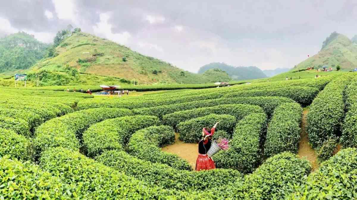 tết du lịch ở đâu, Mộc Châu