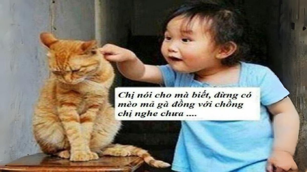 Hình ảnh meme hài hước mới nhất