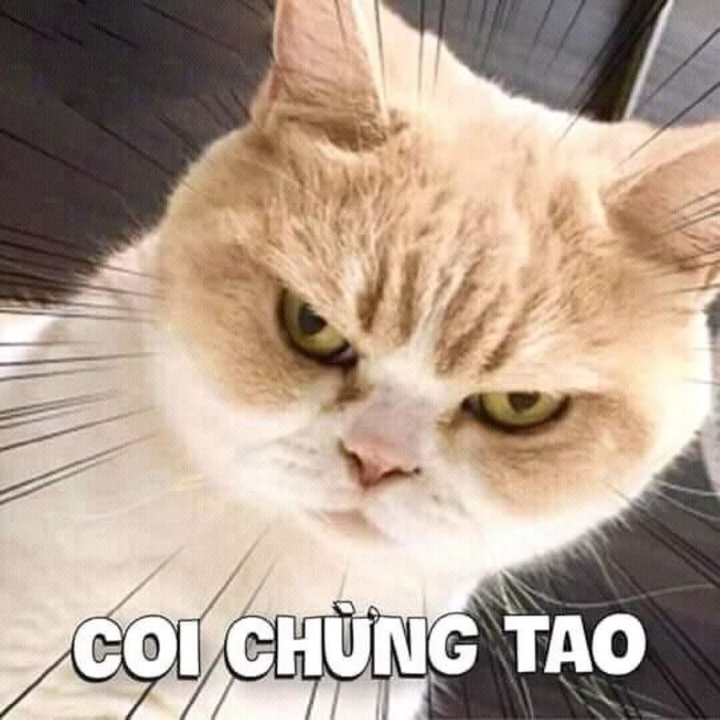 Ảnh avatar meme hài bựa, vui nhộn