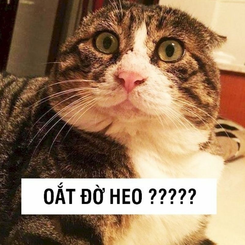 ảnh mèo meme bựa đáng yêu