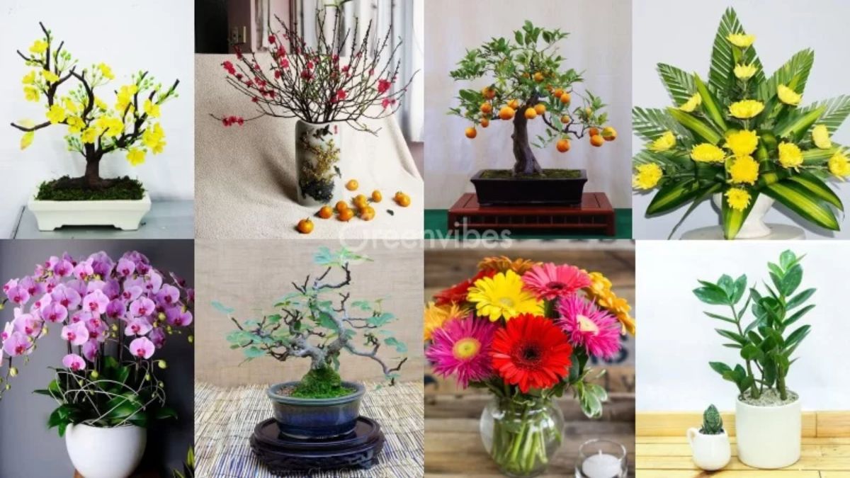 Cây cảnh ngày tết - Top mẫu hộp quà Tết cao cấp, sang trọng