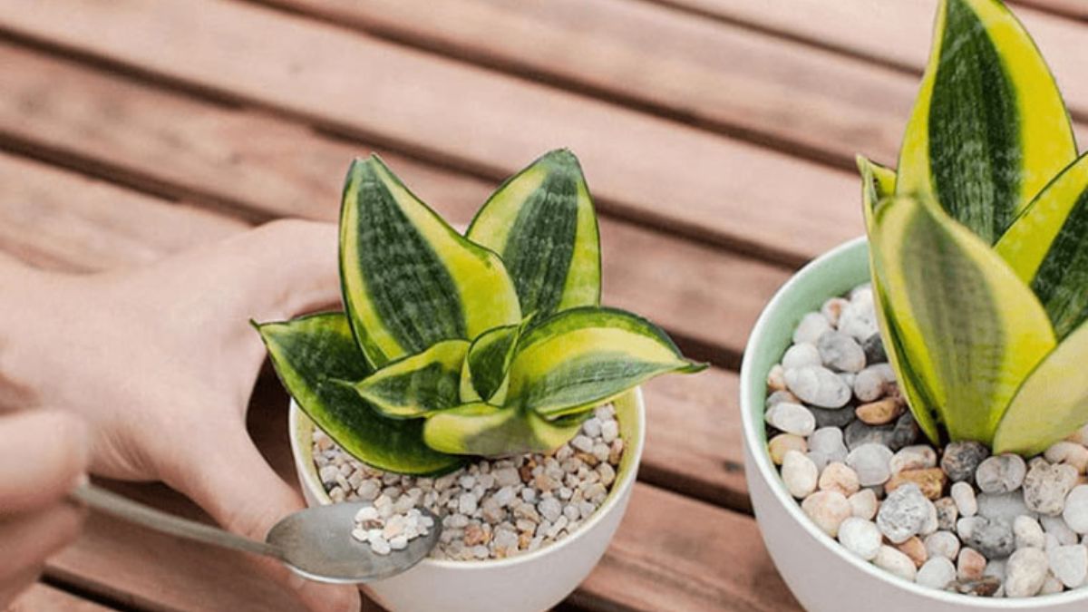 Cây cảnh - mẫu quà Tết công ty, doanh nghiệp