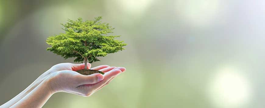 Eco là gì?