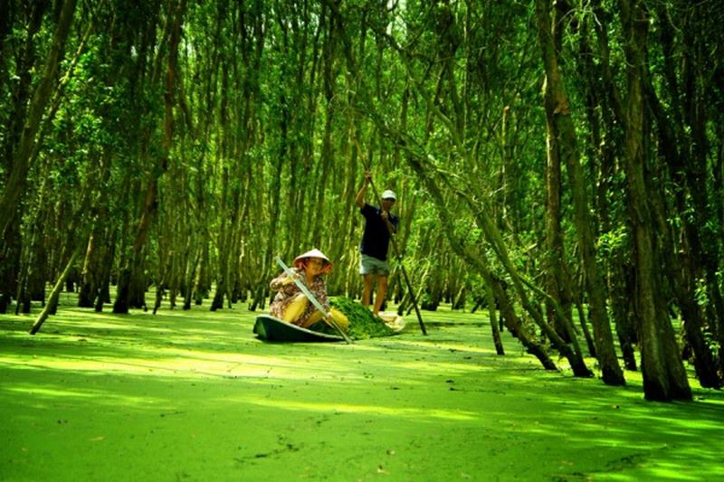 Kinh nghiệm du lịch Hậu Giang nên đi rừng tràm Vị Thủy